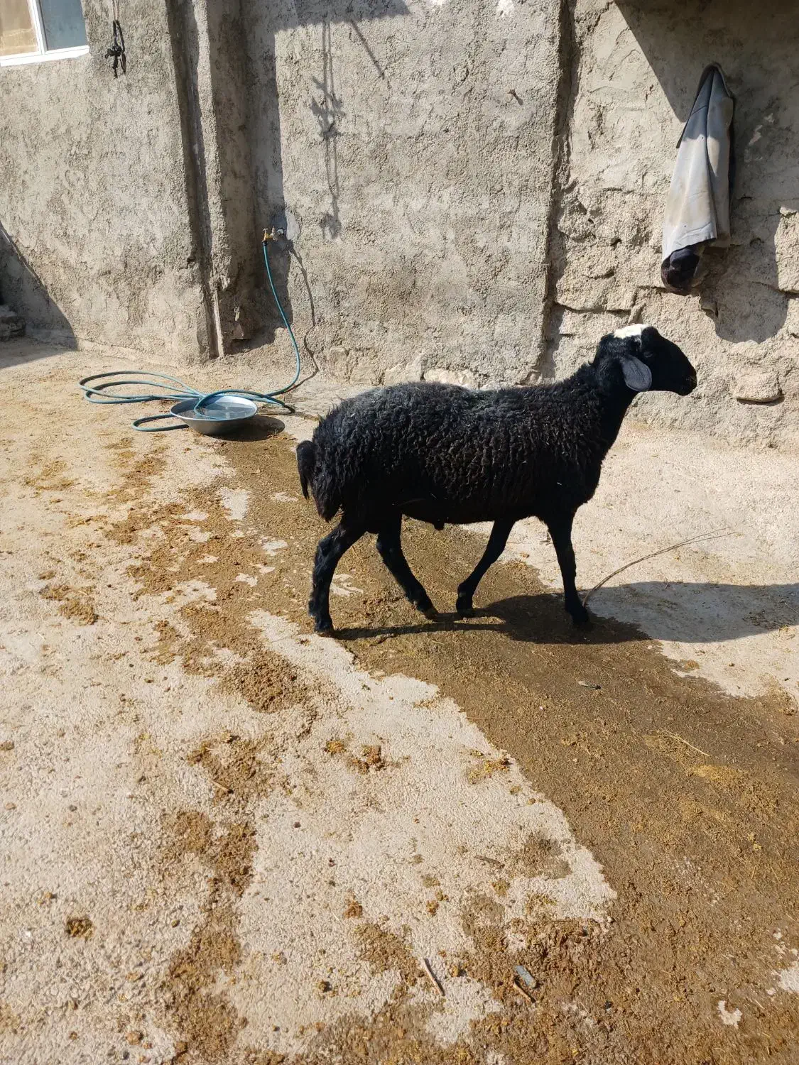 فروش قوچ سه۳شیره ودوراس بره ماده|حیوانات مزرعه|قلقل رود, |دیوار