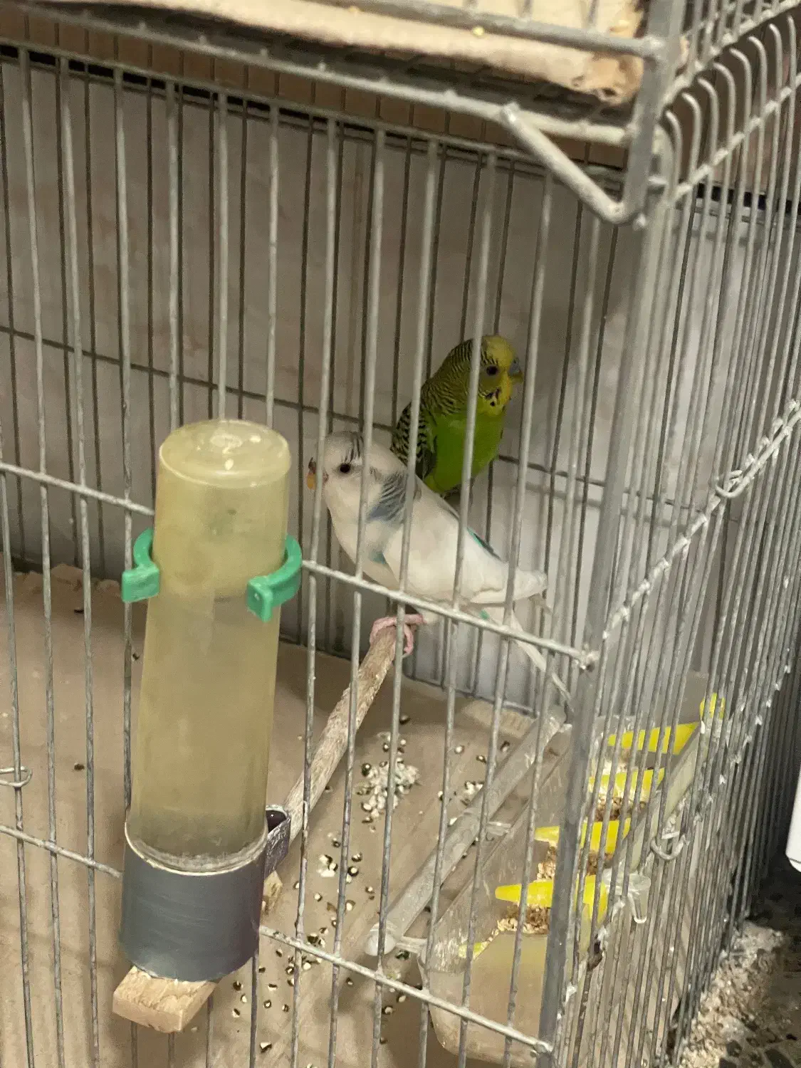 سه جفت مرغ عشق|پرنده|خمینی‌شهر, |دیوار