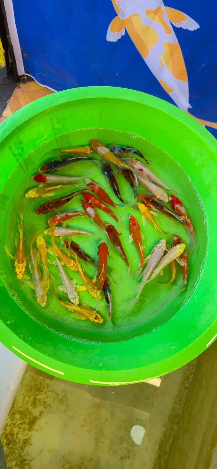 کوهاکو و یامابوکی و پلاتینیوم|ماهی|شیراز, شهرک بهار|دیوار