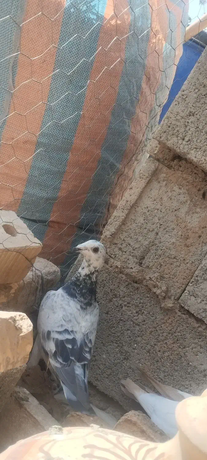 ماده بزک|پرنده|مرودشت, ژیان|دیوار