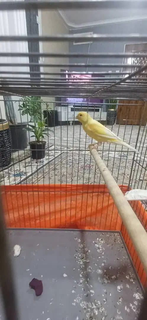 قناری مست مست شلاقی|پرنده|مشکین‌دشت, |دیوار