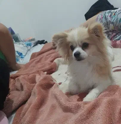 ماده پامرانین آپارتمانی|سگ|پرند, فاز ۶|دیوار