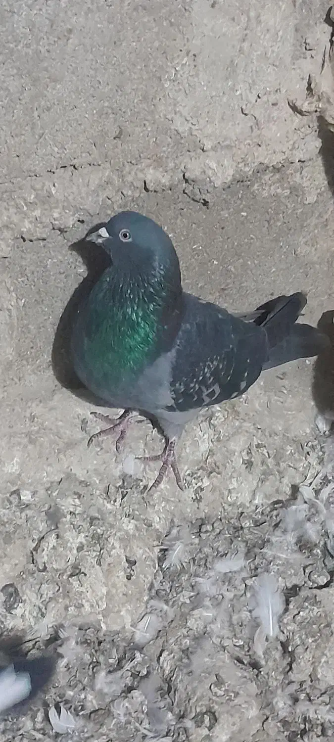 پرنده|پرنده|ثمرین, |دیوار