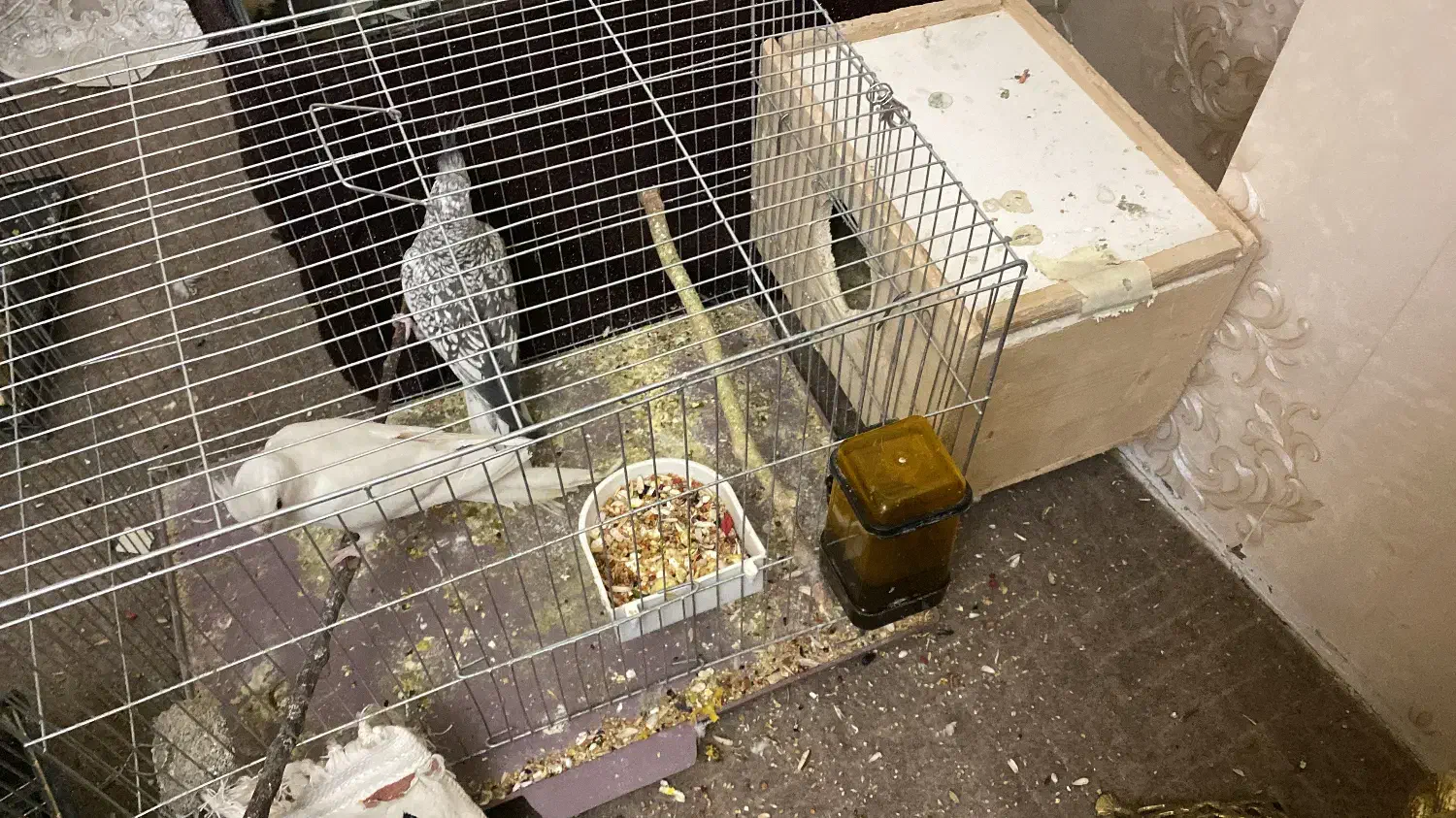 دو جفت هلندی مولد|پرنده|هشتگرد, فاز ۷ مهستان|دیوار