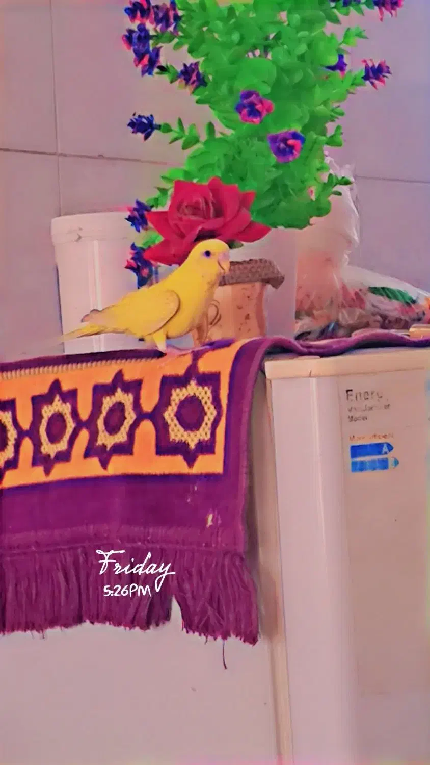 مرغ عشق|پرنده|اصفهان, شاهد|دیوار