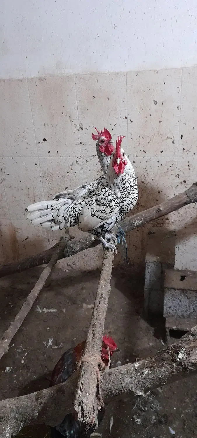 فروش خروس سیبرایت|حیوانات مزرعه|ری, ولی آباد|دیوار