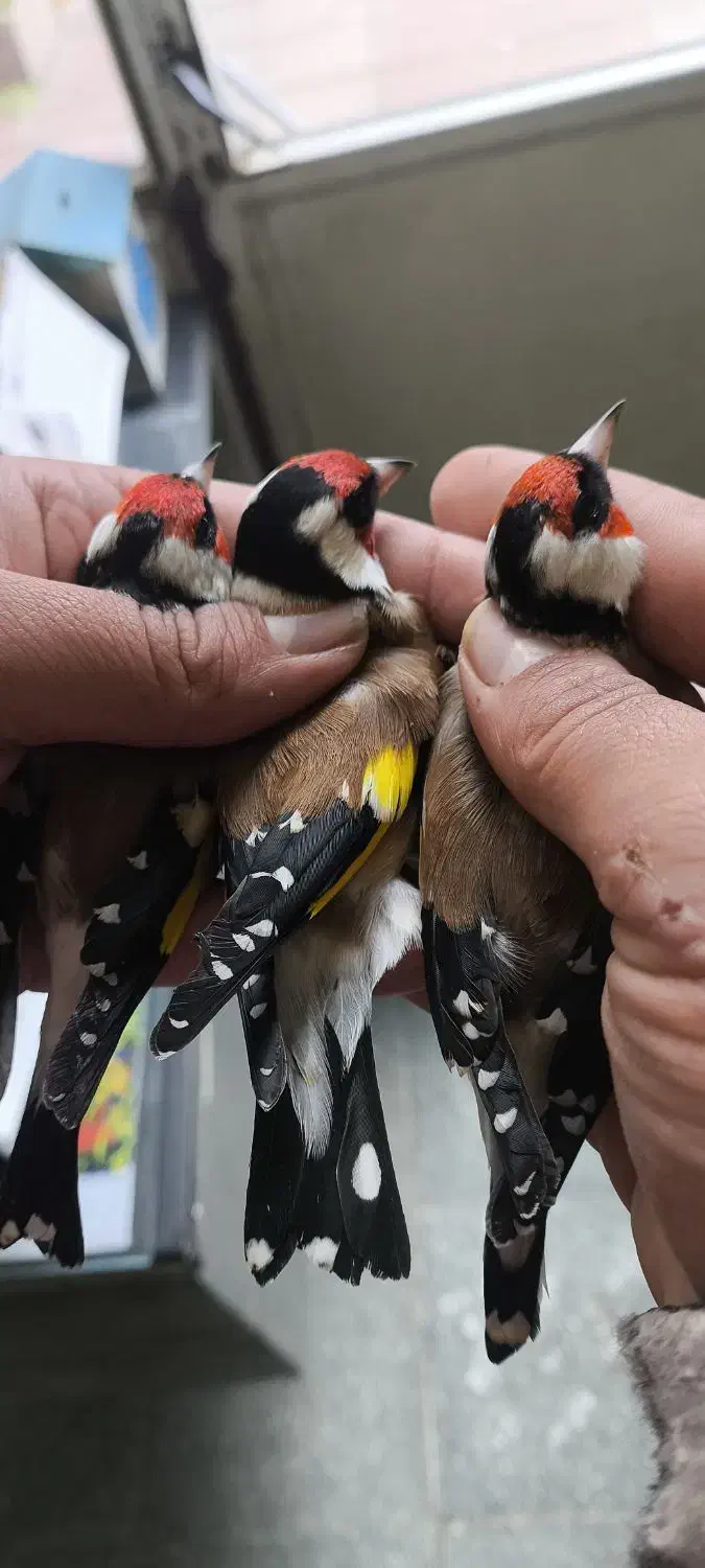 سهره های آنتیک|پرنده|فومن, |دیوار