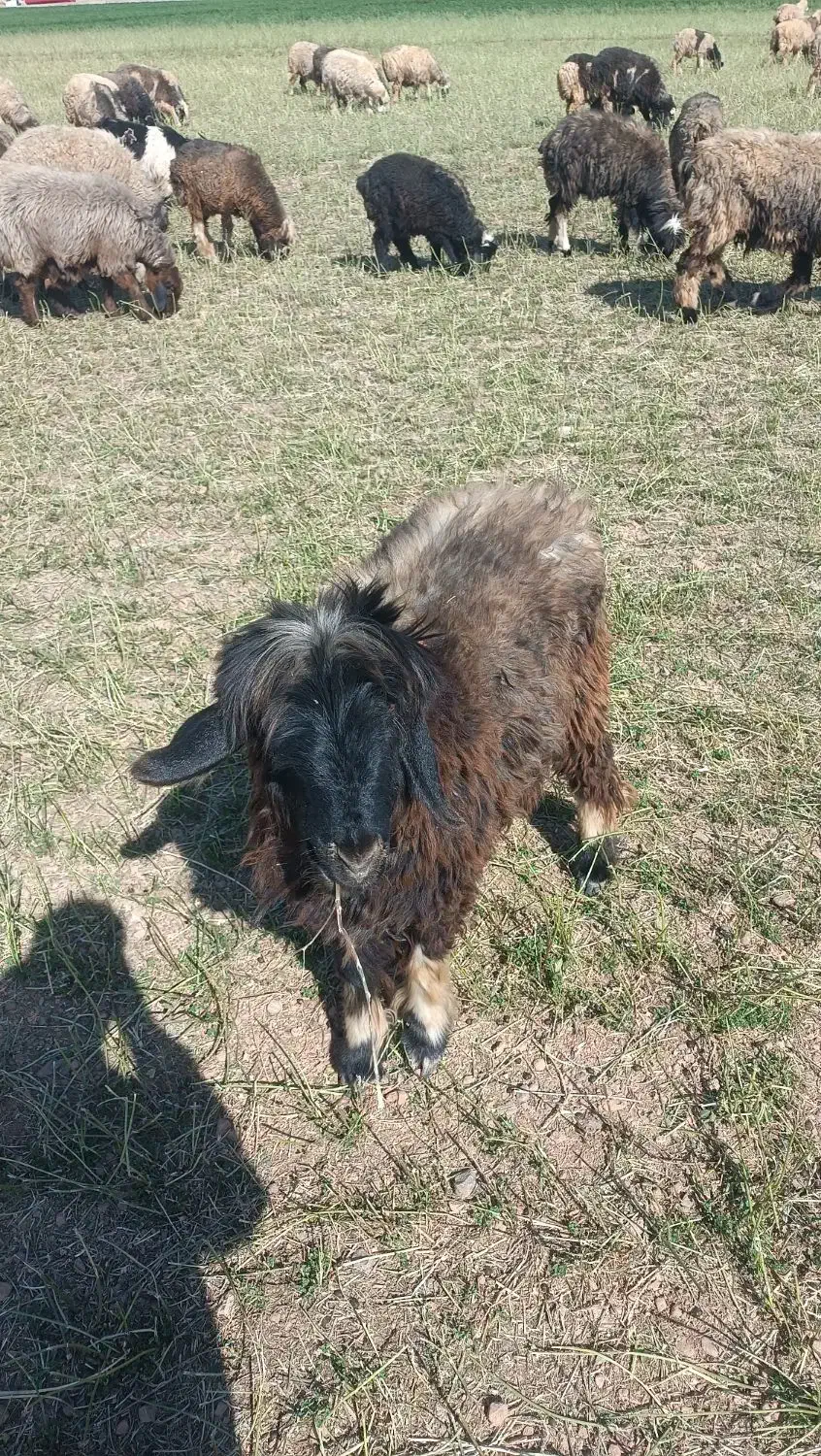 دو عدد شیشک داشتی|حیوانات مزرعه|میانکوه, |دیوار