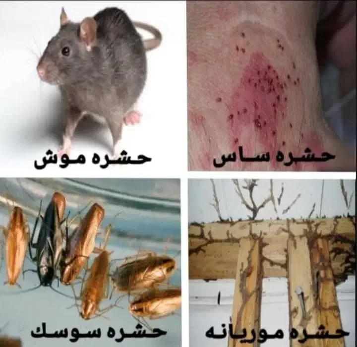 سمپاشی*بدونه تعطیلی ضمانتی*سم پاشی انواع حشرات قیر|خدمات نظافت|اهواز, گلستان|دیوار