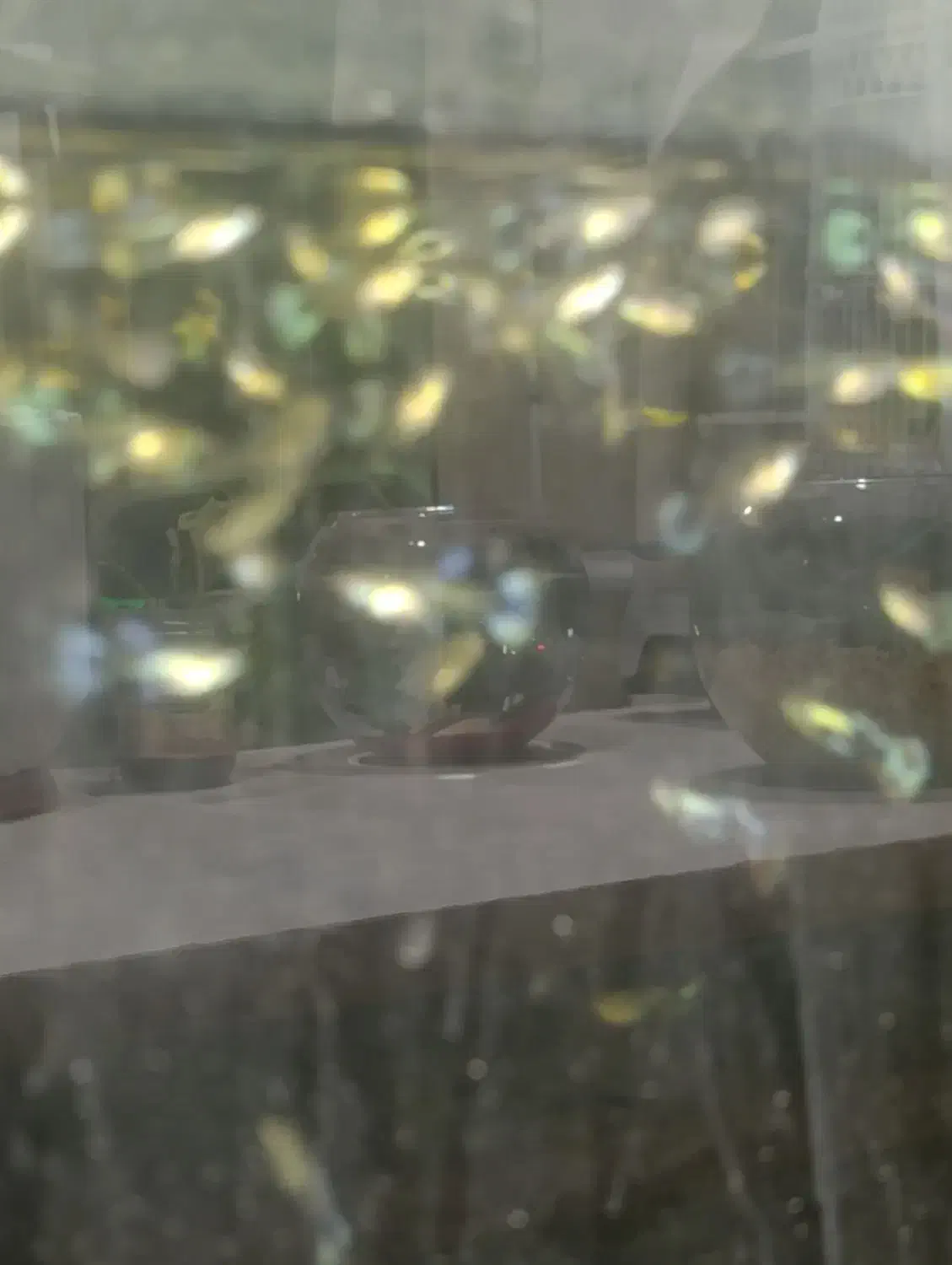 آکواریوم چینی شیشه خم کارخانه|ماهی|مشهد, شهرک بهارستان|دیوار