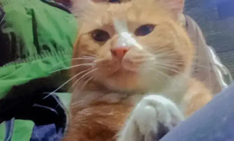 گربه گمشده|گربه|مریوان, |دیوار