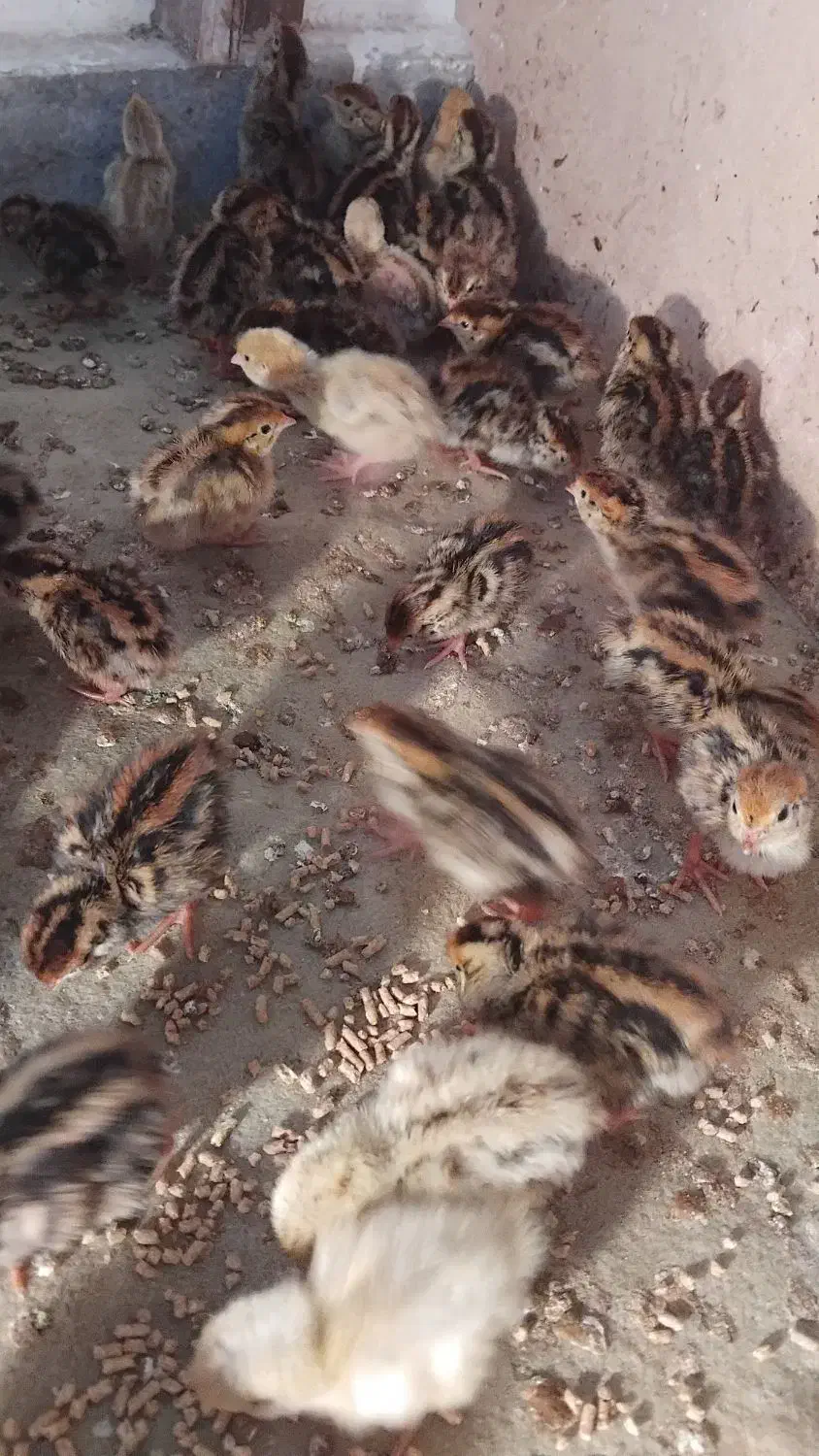 پیش فروش جوجه بلدرچین یک روزه|حیوانات مزرعه|زابل, |دیوار