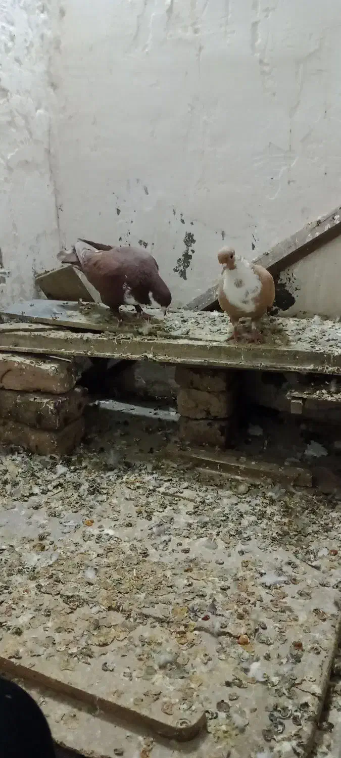 کفتر پرنده|پرنده|نیمبلوک, |دیوار