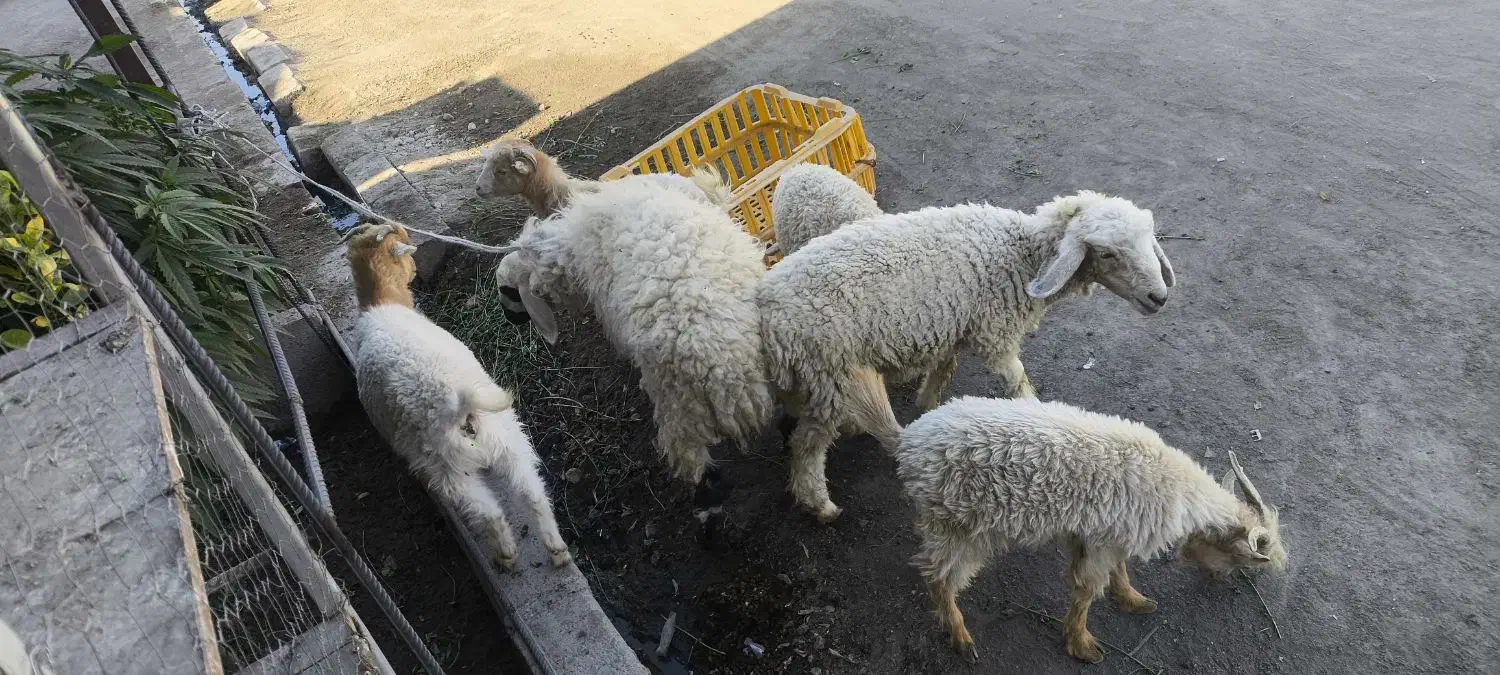 تعدادی بزغاله و بره|حیوانات مزرعه|زاهدان, |دیوار