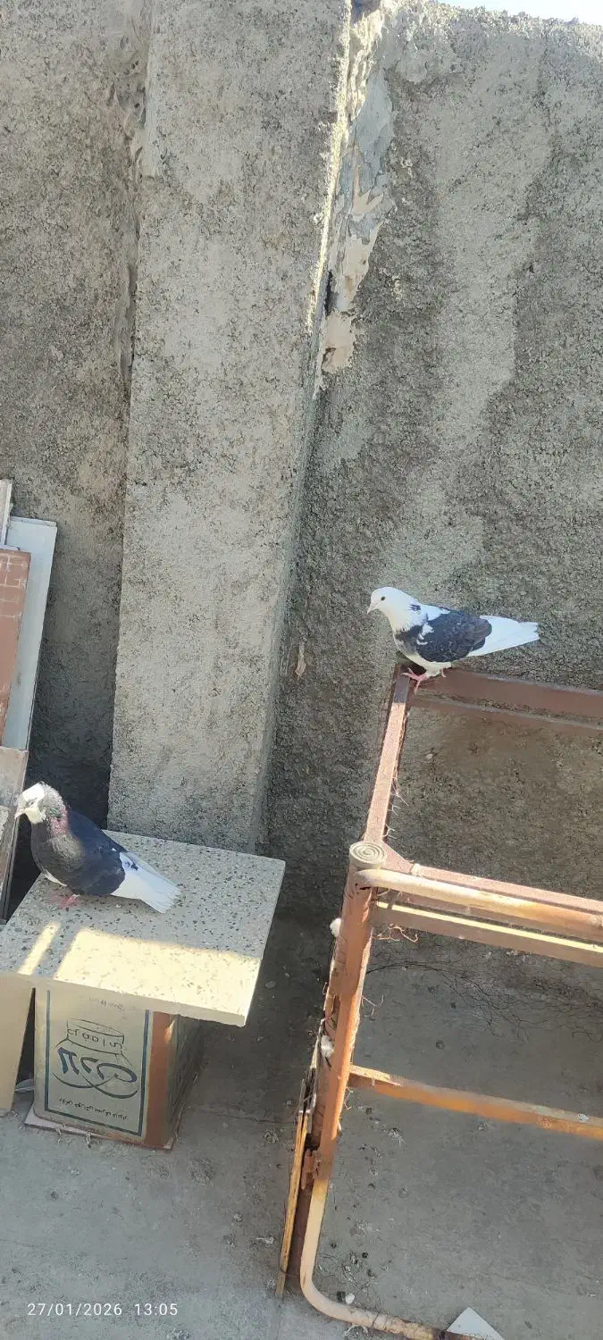 کبوتر جفت دم تخم|پرنده|قرچک, فردیس|دیوار