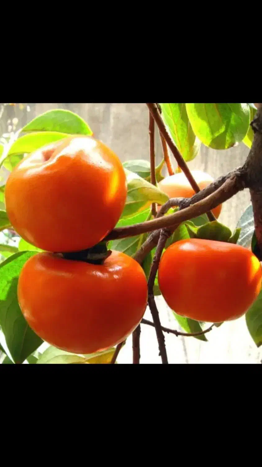 خرمالو درشت و آبدار ژاپنی|خوردنی و آشامیدنی|بافت, |دیوار