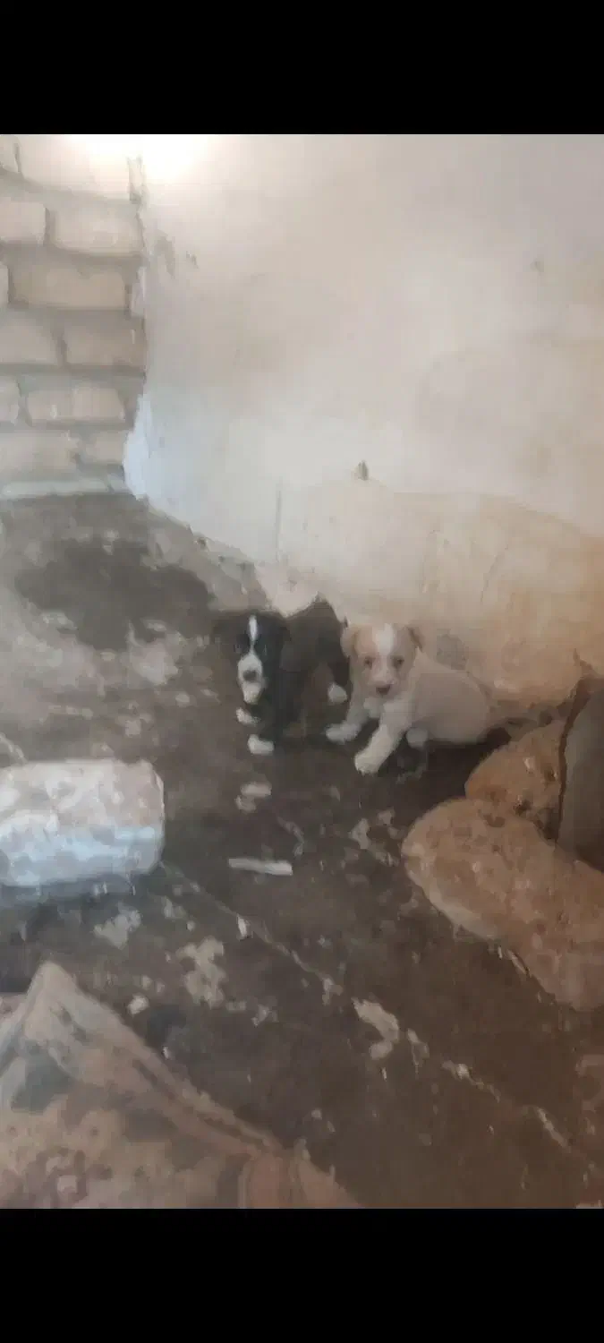 توله پاپی اصل|سگ|تربتحیدریه, بازار|دیوار