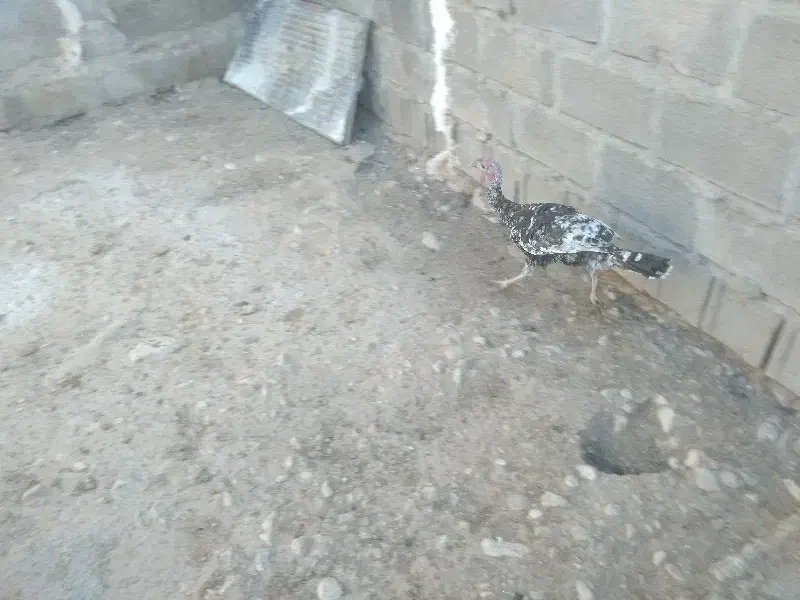 بوقلمون|حیوانات مزرعه|جویم, |دیوار