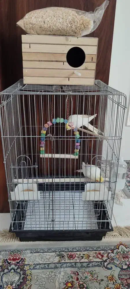 عروس هلندی|پرنده|کرج, شاهینویلا|دیوار