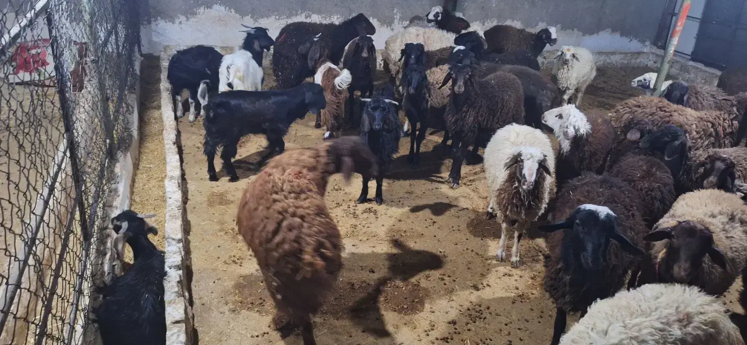 فروش بره و بزغاله|حیوانات مزرعه|کوهدشت, |دیوار