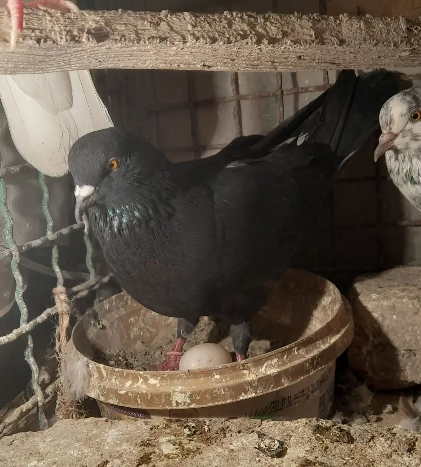 فروش ۷ یا ۸ تا کفتر|پرنده|هشتگرد, شهرک ولیعصر (مصلی)|دیوار