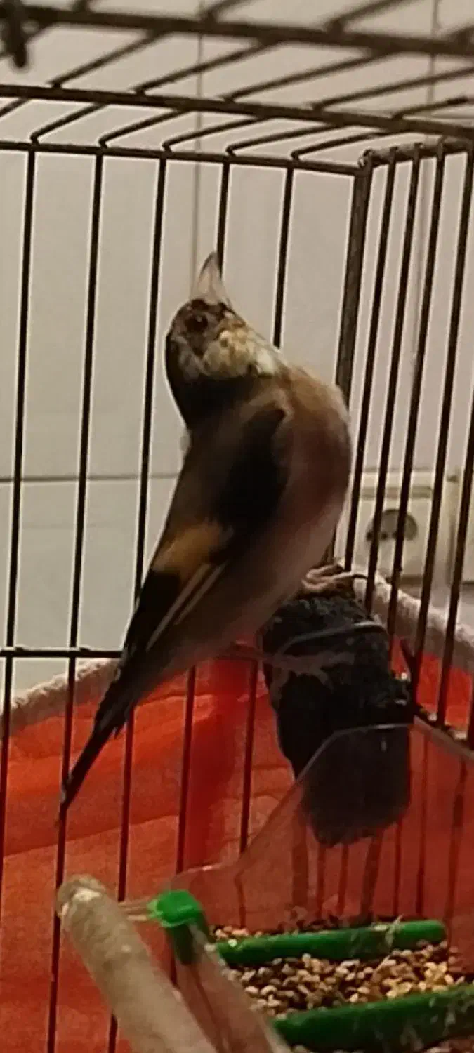 جوجه سهره|پرنده|تهران, باشگاه نفت|دیوار