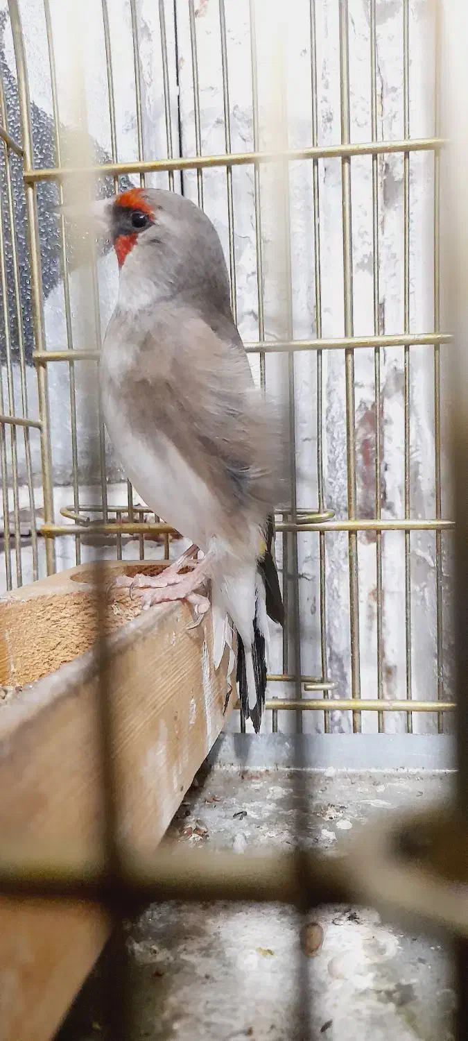 سهره کرمونی|پرنده|مرودشت, مختارآباد|دیوار