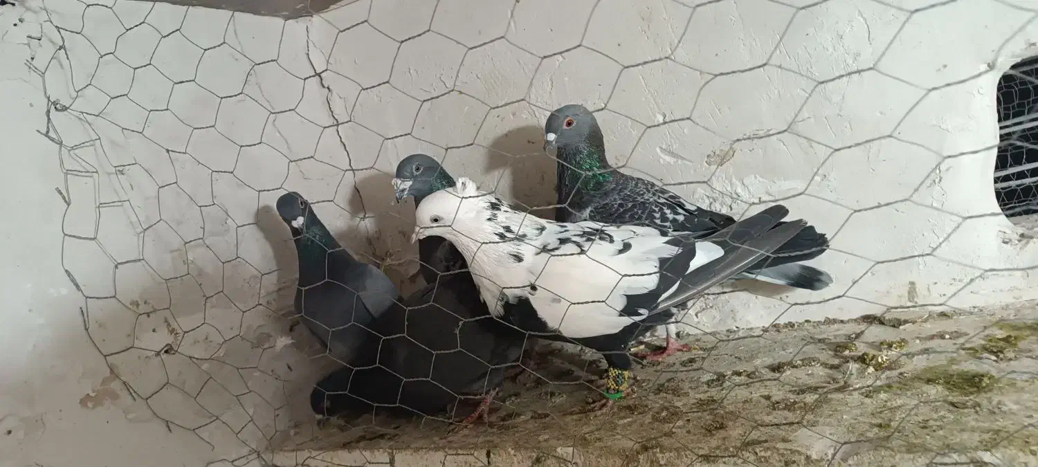 کفتر پرشی|پرنده|تاکستان, |دیوار