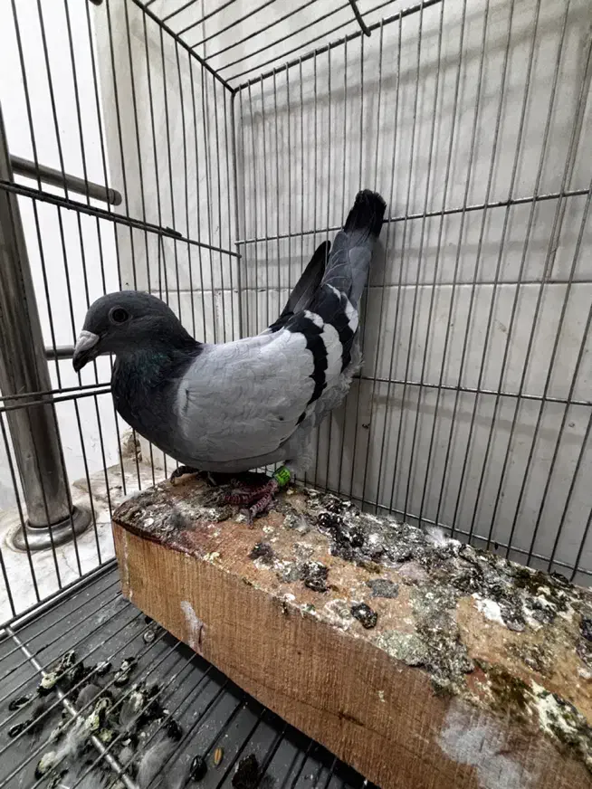 کبوتر پلاکی|پرنده|قم, چهار مردان|دیوار