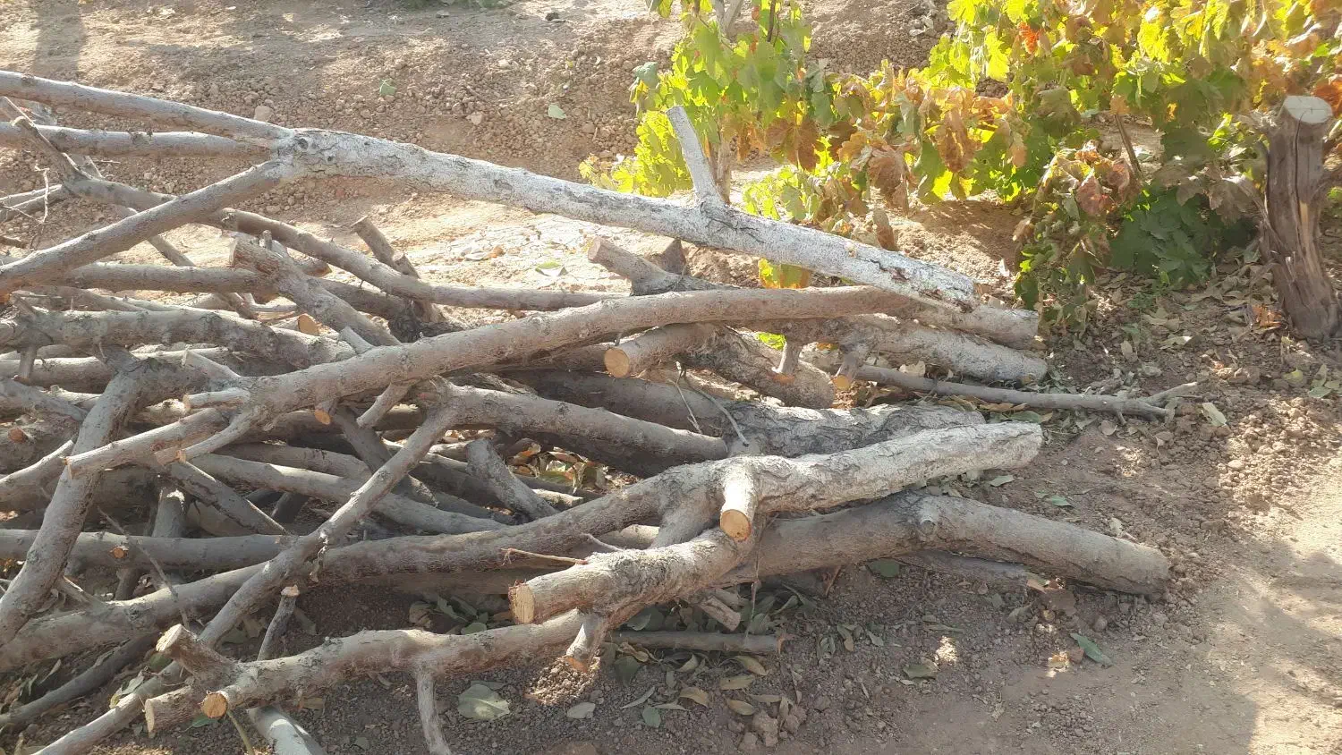 چوب و الوار خشک از درخت های به و بادام|عمدهفروشی|شاهینشهر, گزبرخوار|دیوار