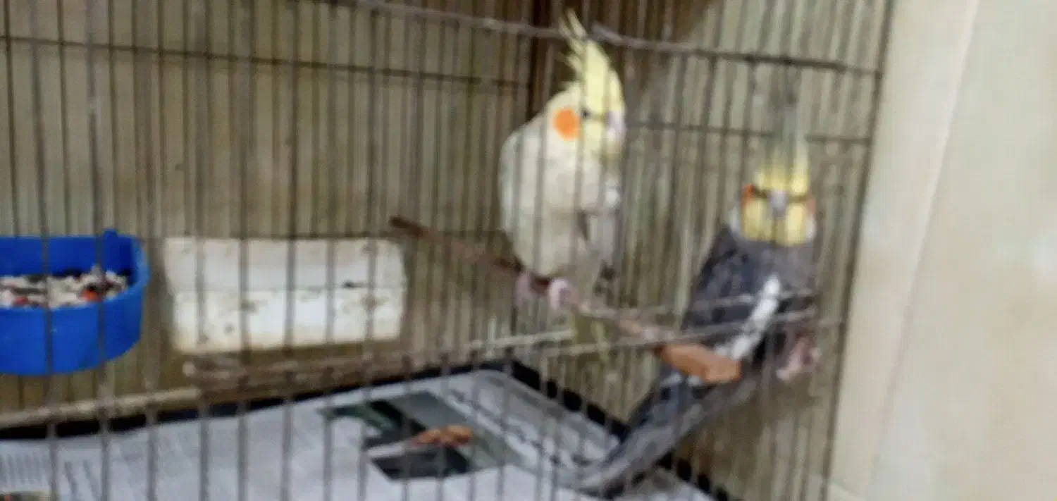 دوعدد عروس هلندی آماده برای جوجه کشی|پرنده|فومن, |دیوار