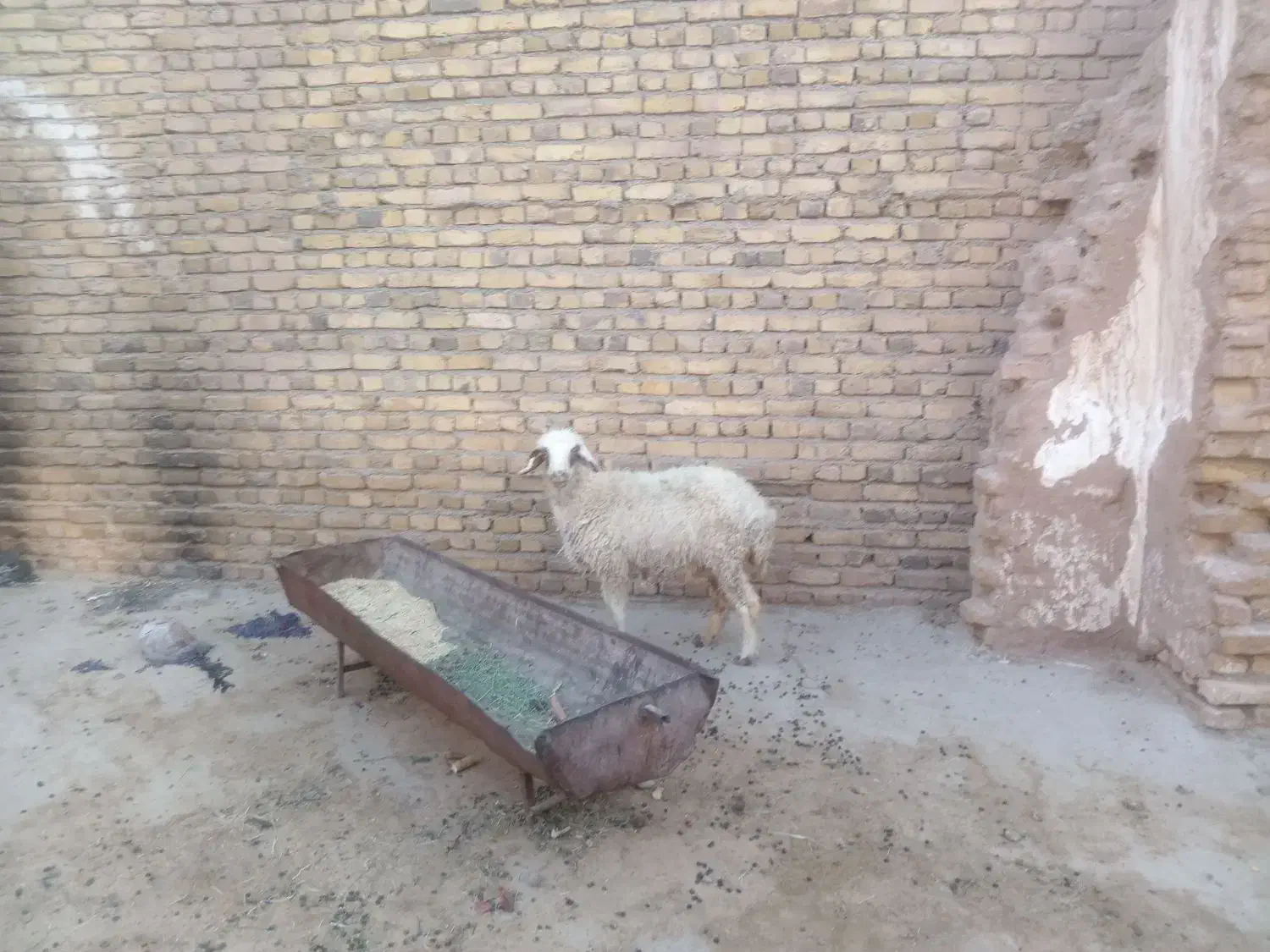 گوسفند|حیوانات مزرعه|تربت‌حیدریه, فرمانداری|دیوار