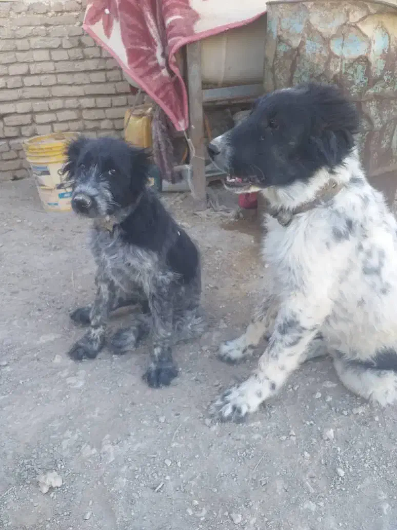 گم شدن|سگ|بروجن, |دیوار