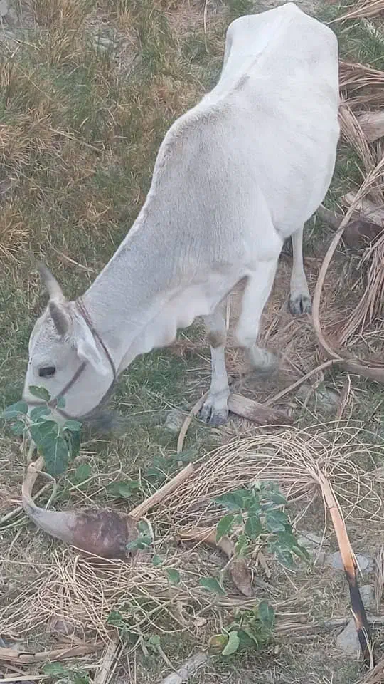 فروش گاوو شیری|حیوانات مزرعه|بم پشت, |دیوار