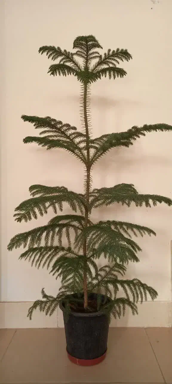 سلام کاج مطبق یک متری سالم وسر حال|گل و گیاه طبیعی|کاشان, شهرک خاتم الانبیا (مسکن ملی کاشان)|دیوار