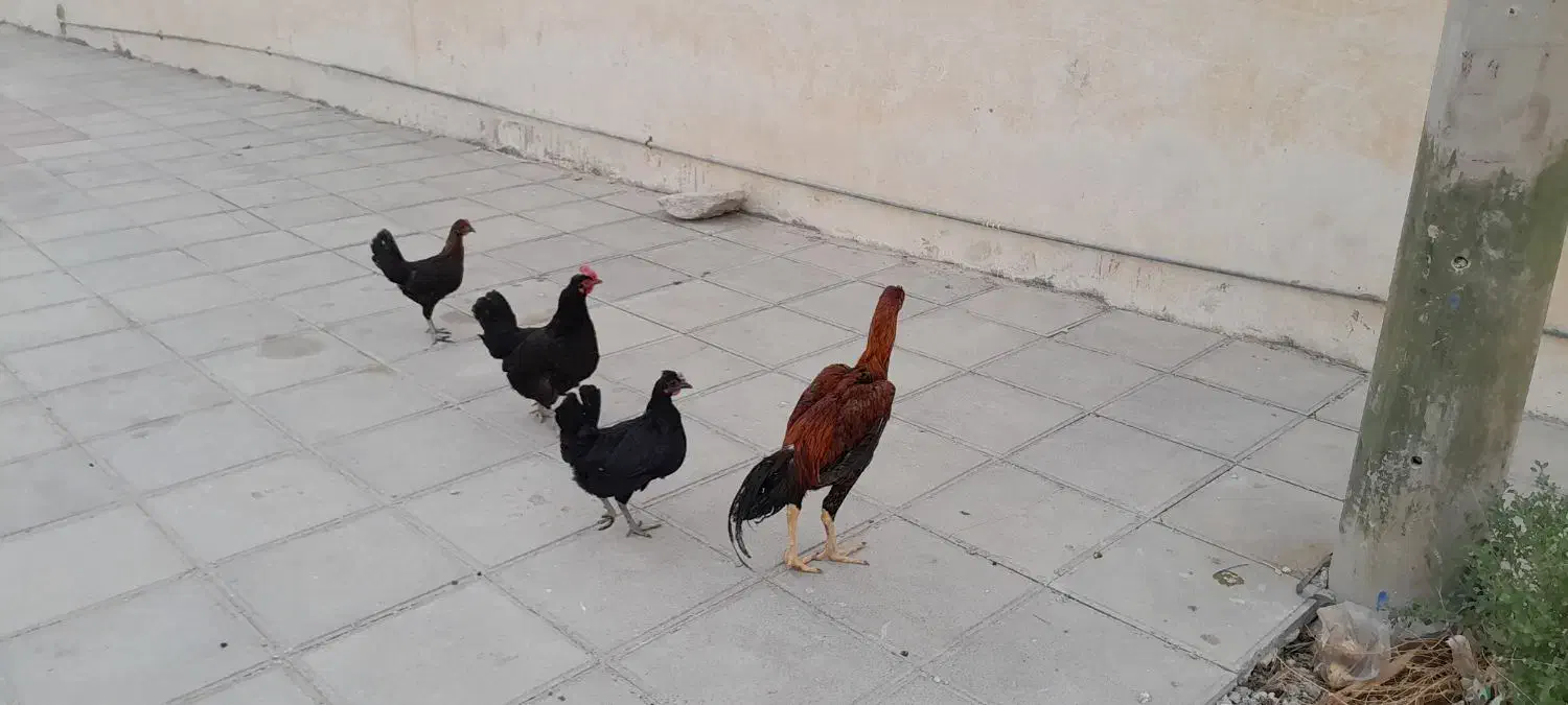 چهار عدد مرغ خوب|حیوانات مزرعه|خورموج, |دیوار