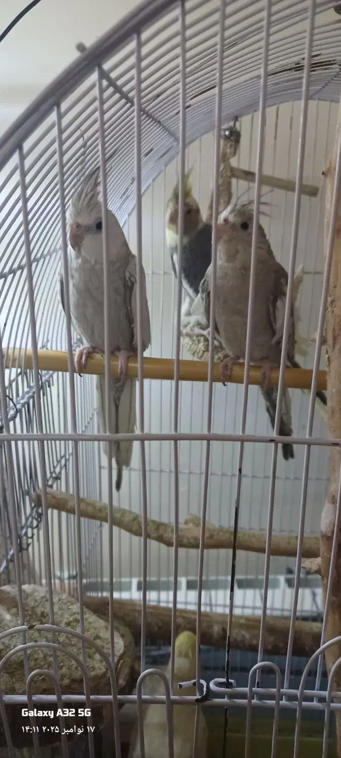 عروس هلندی جفت رو جوجه|پرنده|تهران, پرستار|دیوار