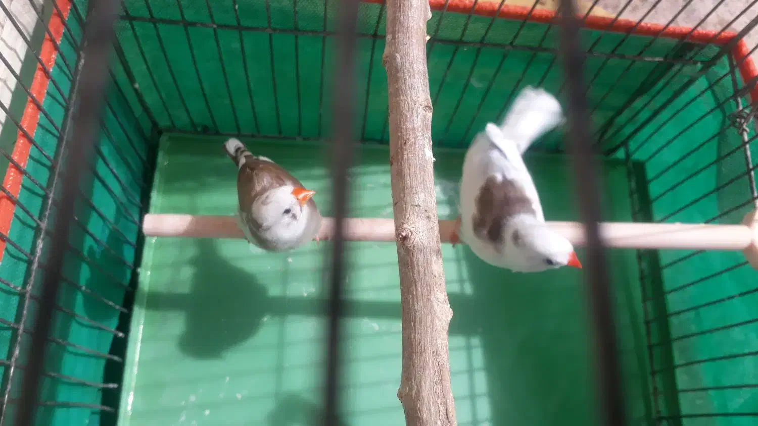 فنچ‌‌مواد|پرنده|کرمان, |دیوار