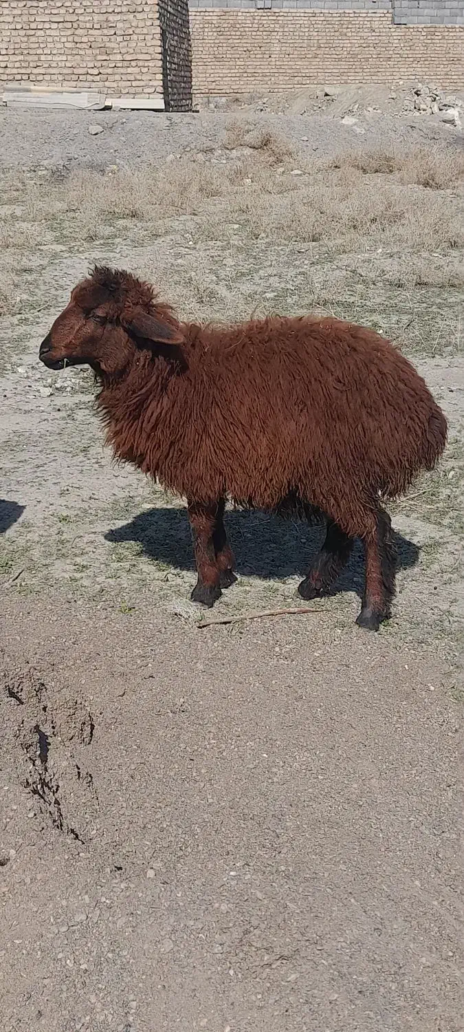 بره ماده|حیوانات مزرعه|مشهد, کلاته برفی|دیوار