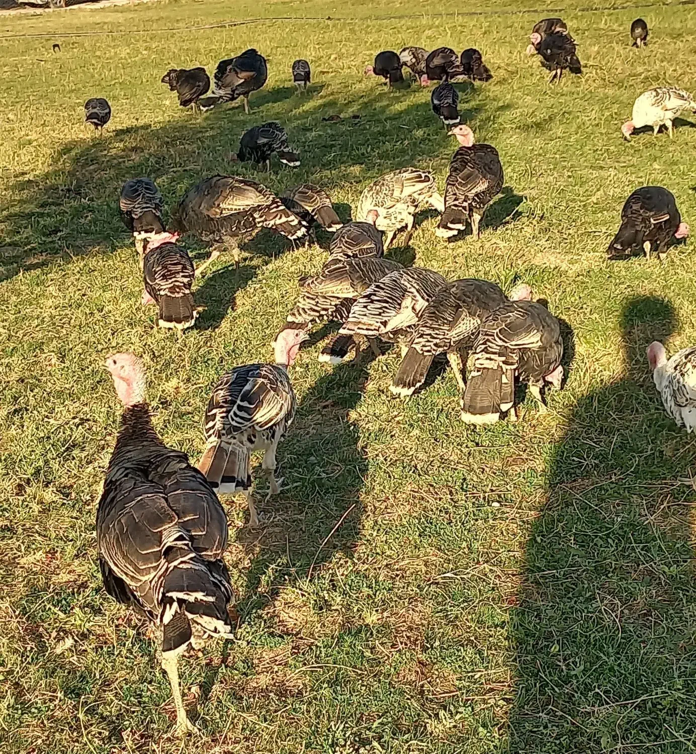 فروش 30عدد بوقلمون محلی|حیوانات مزرعه|پلدشت, |دیوار