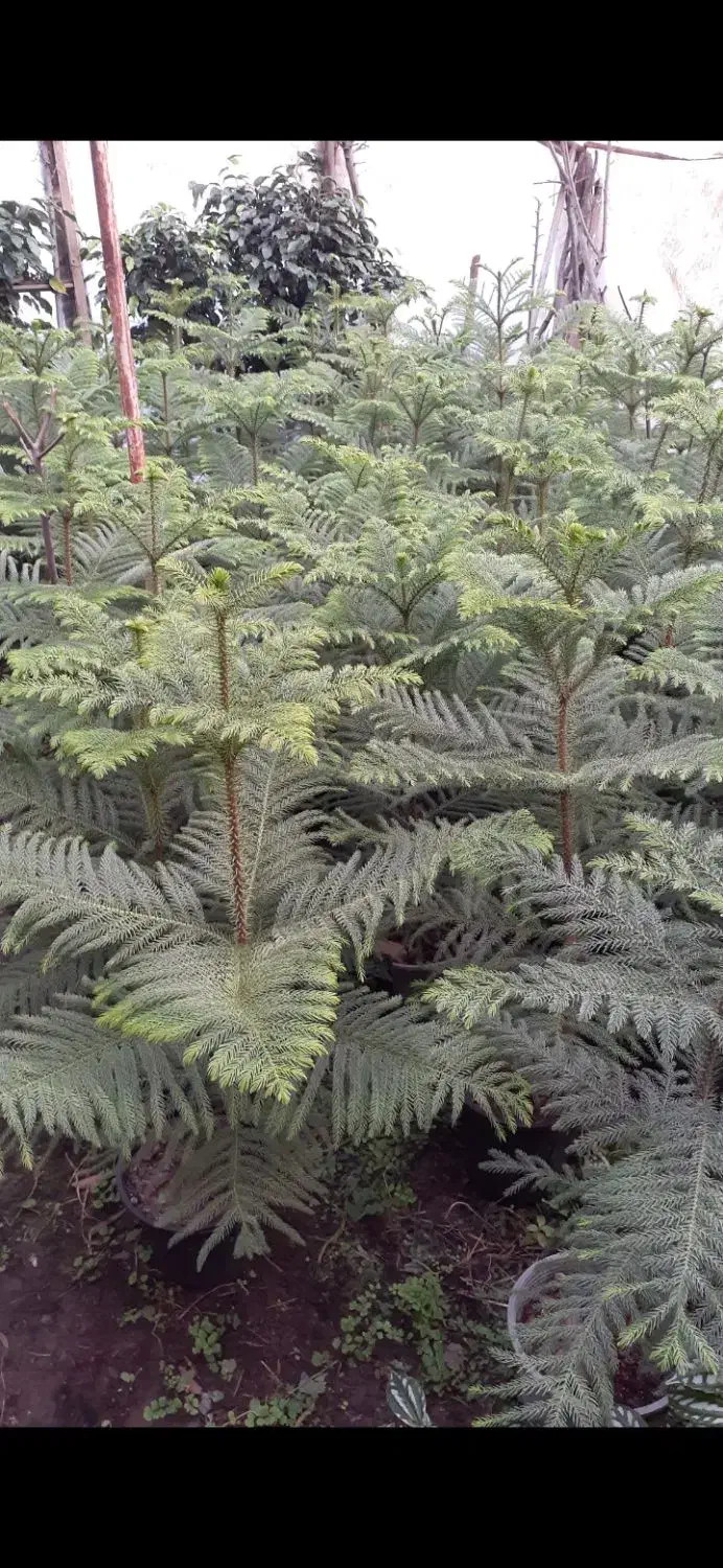 کاج اسباتی شفلورا برگ انجیری بابا آدم|گل و گیاه طبیعی|سلمان‌شهر, |دیوار