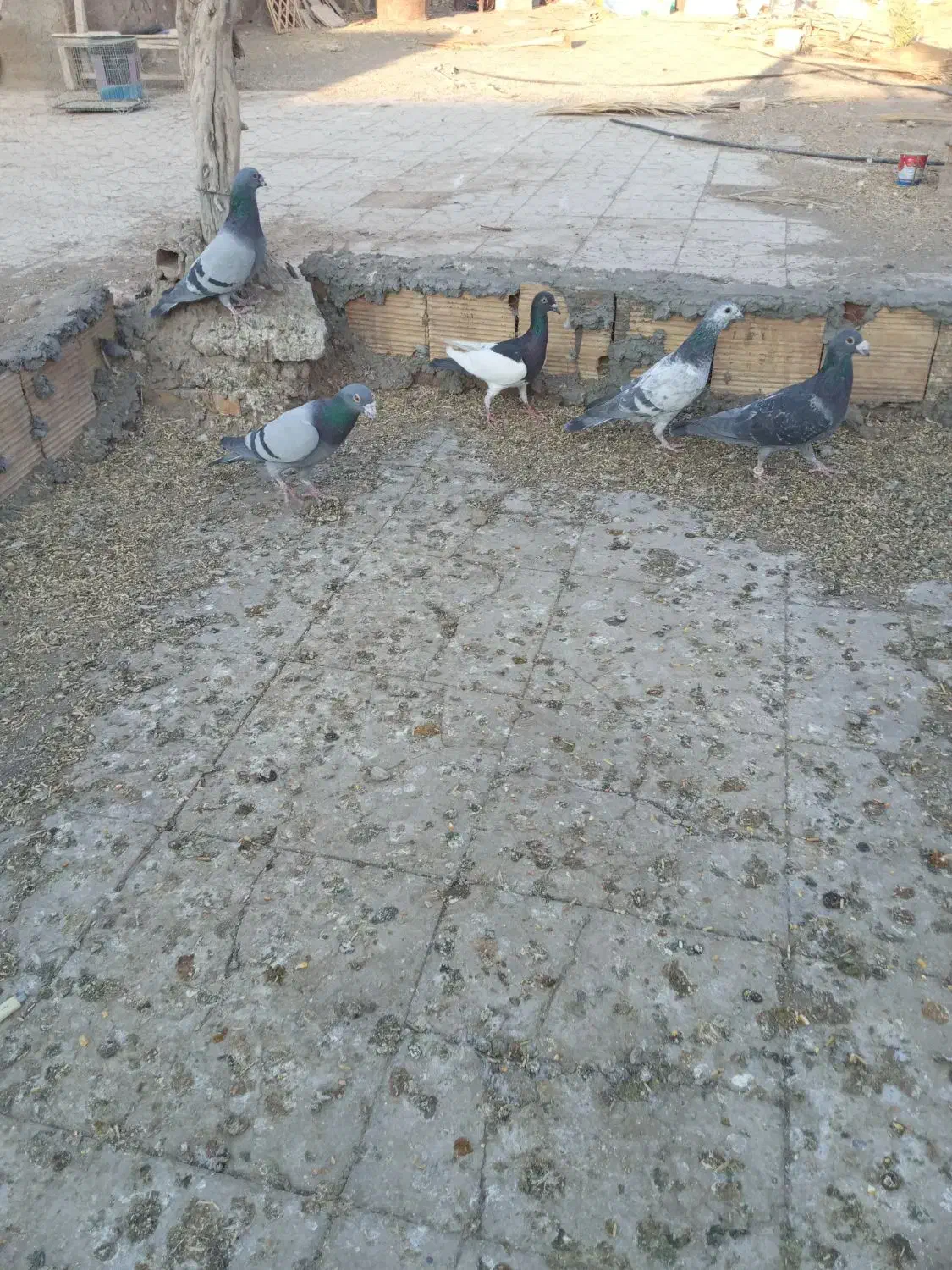 ۸عددکبوترپلاکی ویه جفت سینه داربایهودی فقط تماس|پرنده|رفسنجان, |دیوار