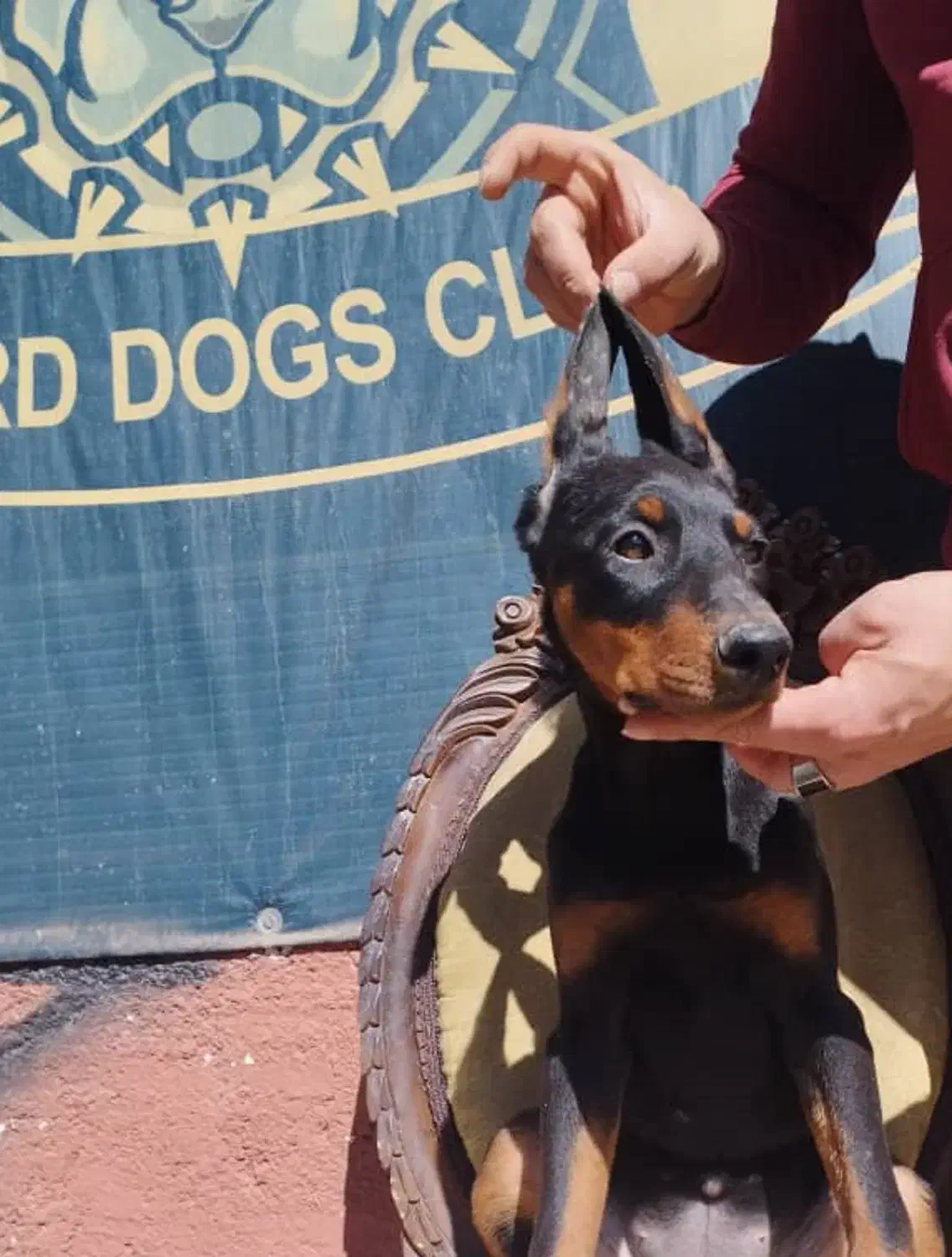 دوبرمن اروپایی قد بلند وژرمن شیانلوشولاین موبلند|سگ|تهران, شادمان|دیوار