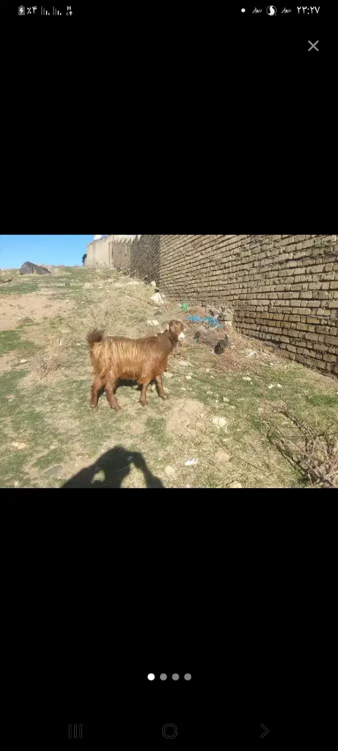 بزغاله|حیوانات مزرعه|کرمانشاه, |دیوار