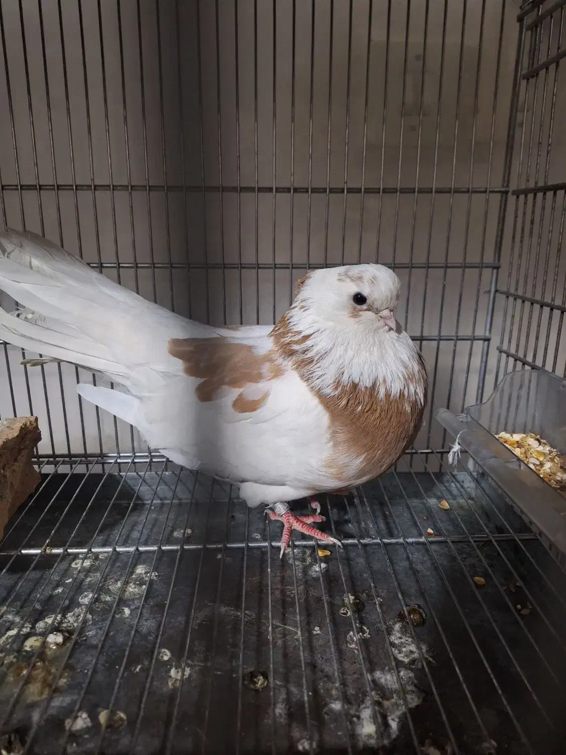 فروش کبوتر ماده قنار مسته مست آماده جفت جون|پرنده|مسجد سلیمان, |دیوار