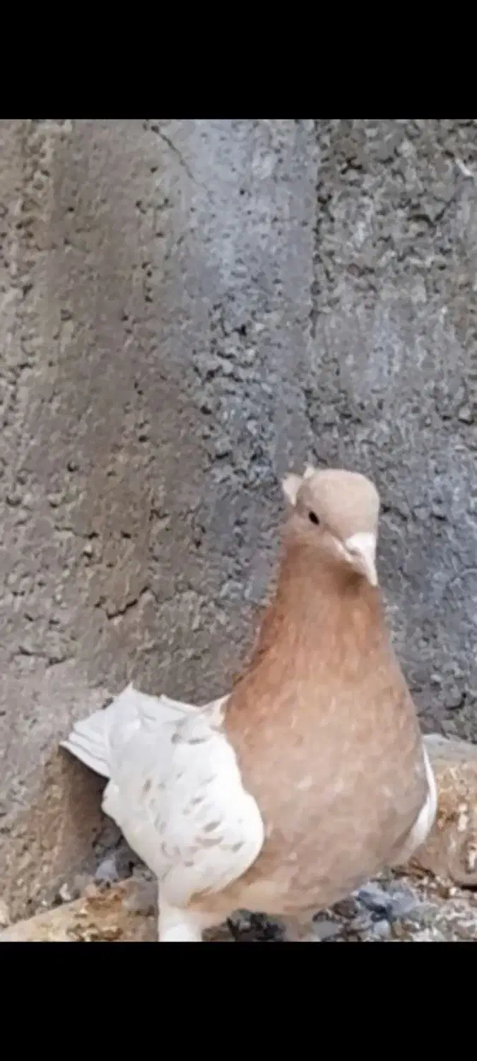 ۲ عدد کبوتر کفتر کله ای ماده|پرنده|اقلید, |دیوار