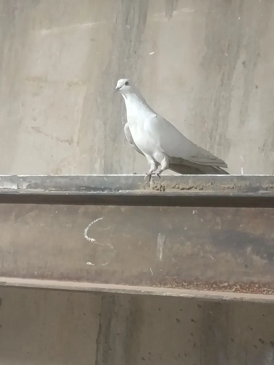 کبوتر|حیوانات|تهران, پامنار|دیوار