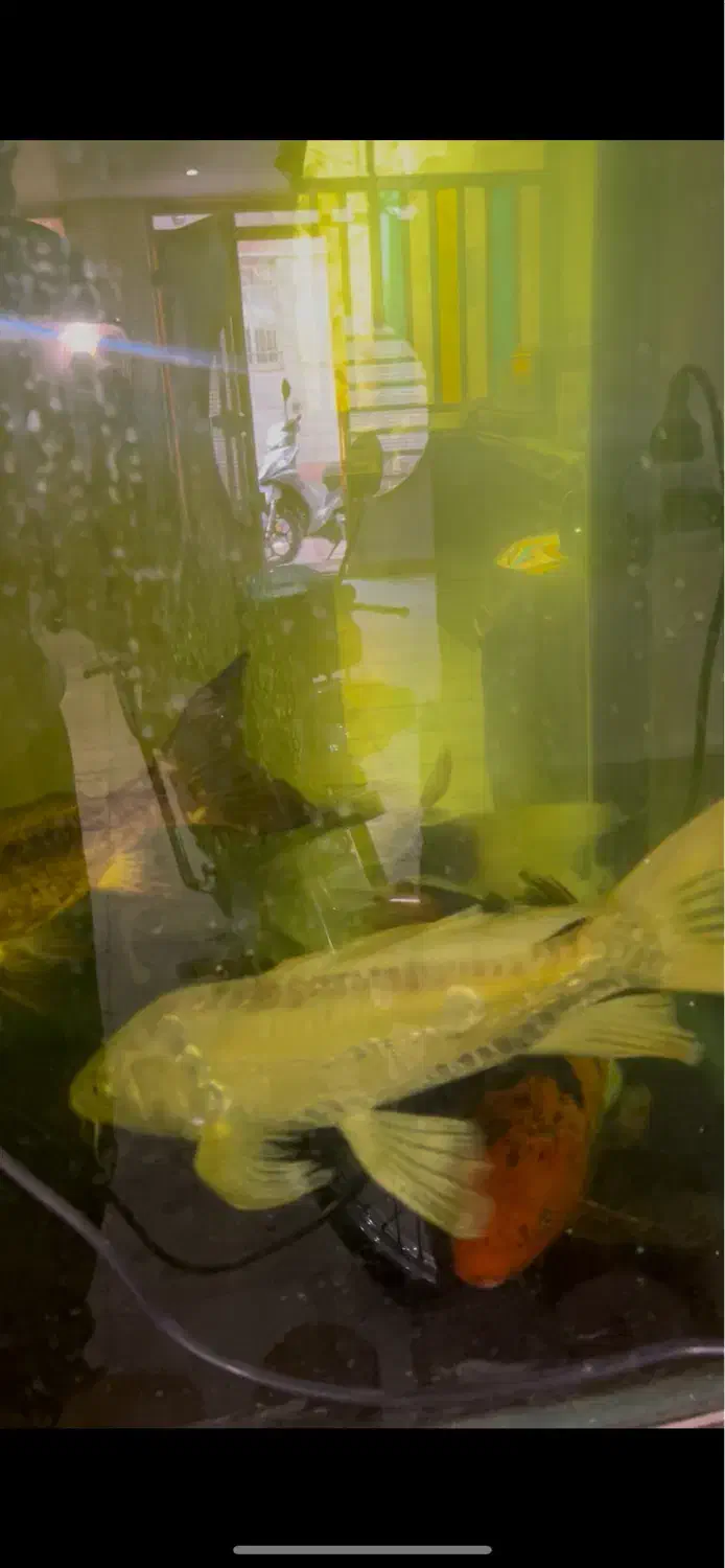 ماهی کوی باله بلند مولد|ماهی|اراک, |دیوار