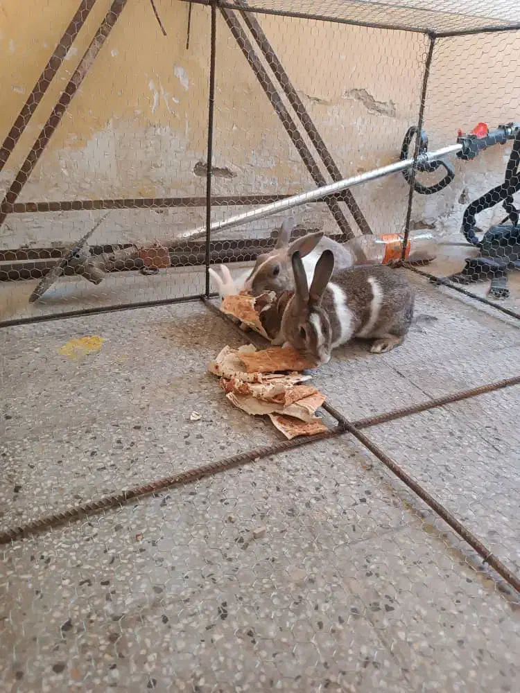 خرگوش|موش و خرگوش|اشکنان, |دیوار