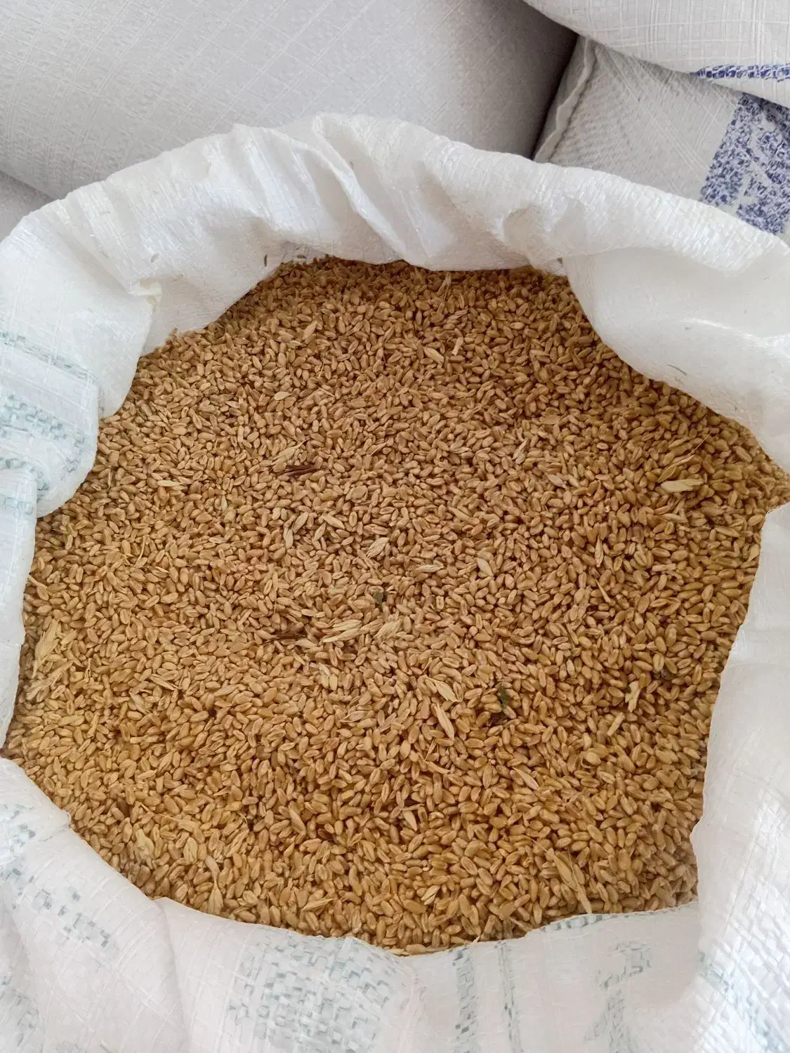 گندم|خدمات باغبانی و درختکاری|مانه, |دیوار